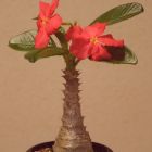 Pachypodium windsorii Madagaskar Palme Samen