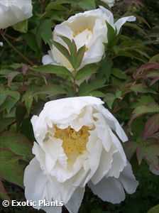 Sementes de peônia chinesa Paeonia lactiflora