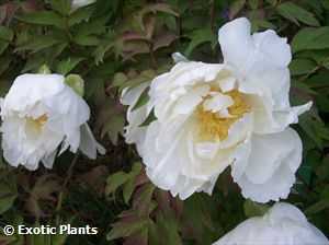 Sementes de peônia chinesa Paeonia lactiflora