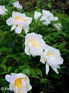 Paeonia lactiflora Chinese Peony seeds