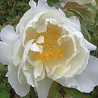 Paeonia lactiflora   cемян