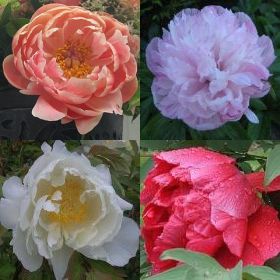 Paeonia mix peony mixed colors seeds