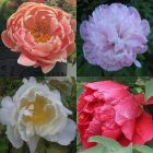 Paeonia mix  semillas