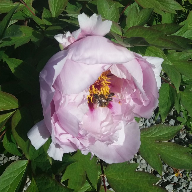 Paeonia suffruticosa ﻿Пион древовидный cемян