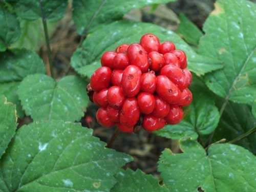 Panax ginseng Ginseng seeds