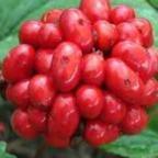 Panax ginseng Ginseng seeds