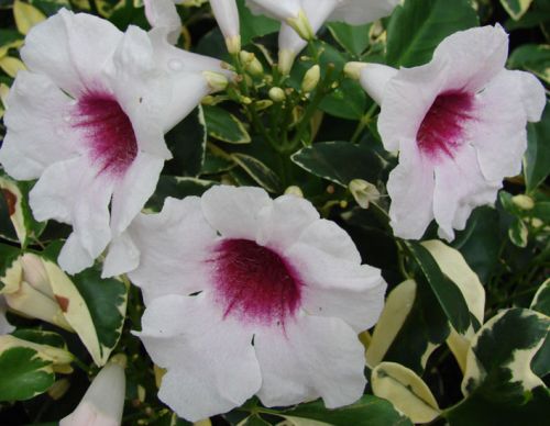 Pandorea jasminoides Bower Climber - Bower of Beauty seeds