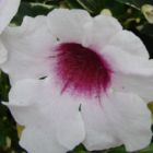 Pandorea jasminoides Bower Climber - Bower of Beauty seeds