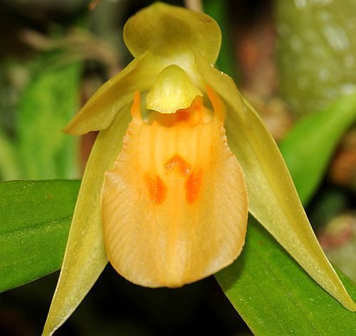 Panisea uniflora orchids seeds