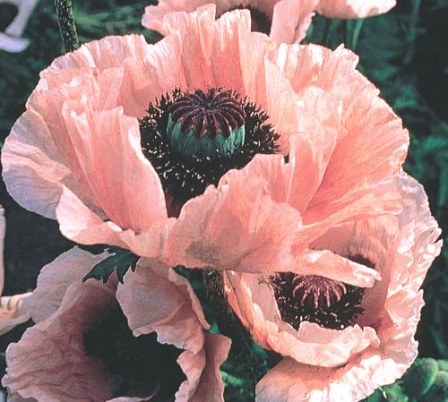 Papaver Coral Reef Poppy Coral Reef seeds