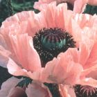 Papaver Coral Reef Riesenmohn - T?rkischer Mohn Coral Reef Samen