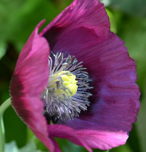 Papaver Laurens Grape Poppy Laurens Grape seeds