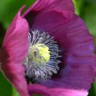 Papaver Laurens Grape  semi