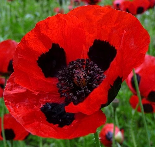 Papaver commutatum Ladybird Poppy Ladybird seeds