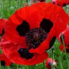 Papaver commutatum Ladybird