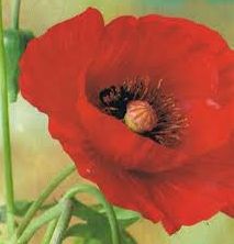 Papaver glaucum Tulip Poppy Turkish Poppy seeds