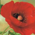 Papaver glaucum Tulip Poppy  semi