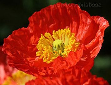 Papaver nudicaule Deluxe Mix Iceland poppy seeds