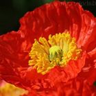 Papaver nudicaule Deluxe Mix Iceland poppy seeds