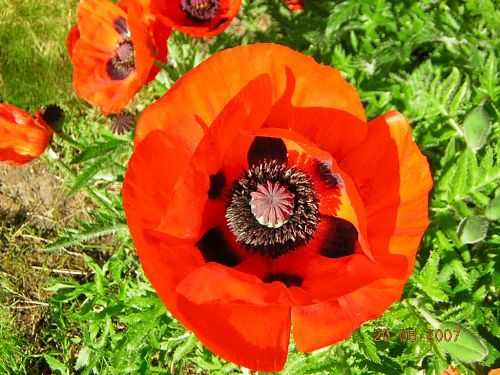 Papaver orientale Turkish poppy seeds