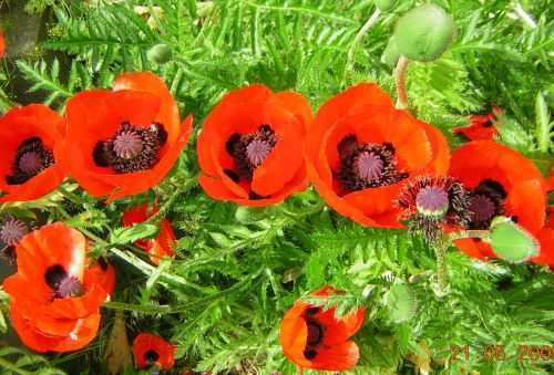 Papaver orientale