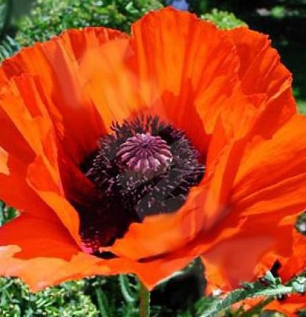 Papaver orientale Allegro Compact Oriental Poppy seeds