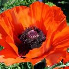 Papaver orientale Allegro Compact Oriental Poppy seeds