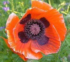 Papaver orientale Brilliant Oriental Poppy seeds