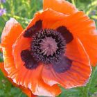 Papaver orientale Brilliant Oriental Poppy seeds