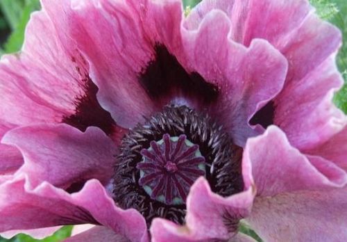 Papaver orientale Haremstraum Oriental Poppy Harems Dream seeds