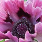 Papaver orientale Haremstraum  semillas