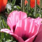 Papaver orientale Pizzicato Dwarf oriental Poppy seeds