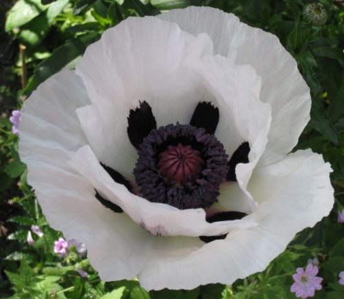 Papaver orientale Royal Wedding Poppy Royal Wedding seeds