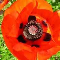 Papaver orientale amapola turca semillas