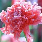 Papaver paeoniflorum Antique Shades Mohn Antique Shades Samen