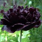 Papaver paeoniflorum Black Peony