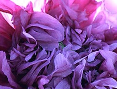 Papaver paeoniflorum Lilac Pompom Peony Poppy - Breadseed Poppy Lilac Pompom seeds