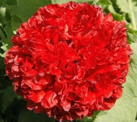 Papaver paeoniflorum Scarlet Peony Poppy - Breadseed Poppy Scarlet seeds