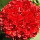 Papaver paeoniflorum Scarlet Mohn Scarlet Samen