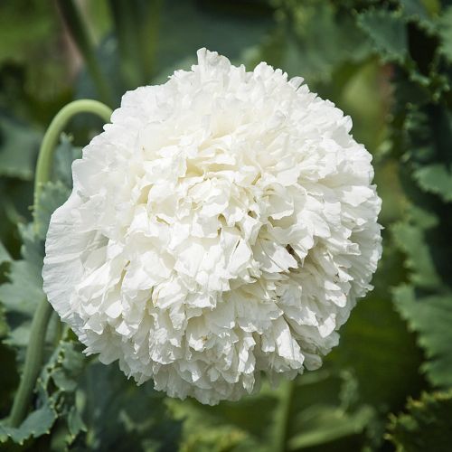 Papaver paeoniflorum White Cloud Poppy White Cloud seeds