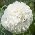 Papaver paeoniflorum White Cloud Pavot blanc nuage graines