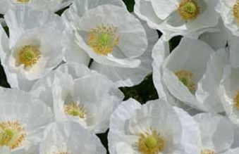 Papaver rhoeas Bridal Silk Iceland poppy seeds