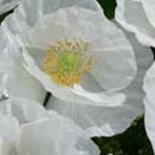 Papaver rhoeas Bridal Silk  semi