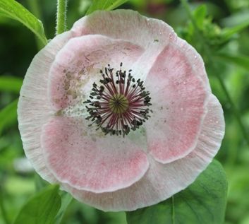 Papaver rhoeas Mother of Pearl Mix of poppies seeds