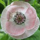 Papaver rhoeas Mother of Pearl Mischung Mohn - Islandmohn Samen