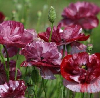 Papaver rhoeas Pandora Pandora Poppy seeds