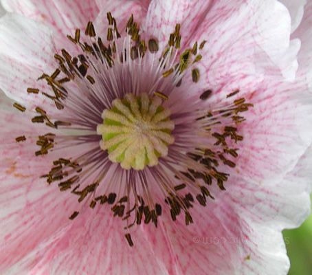 Papaver rhoeas Shirley Poppy Shirley Poppy seeds