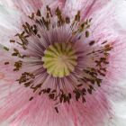 Papaver rhoeas Shirley Poppy  semillas