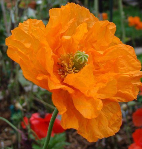 Papaver ruprifragum Double Tangerine Gem Poppy Double Tangerine Gem seeds