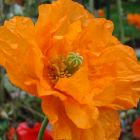 Papaver ruprifragum Double Tangerine Gem